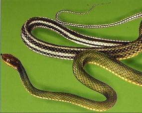 蛇与花2在线观看神马,神马奇缘，在线观看揭秘